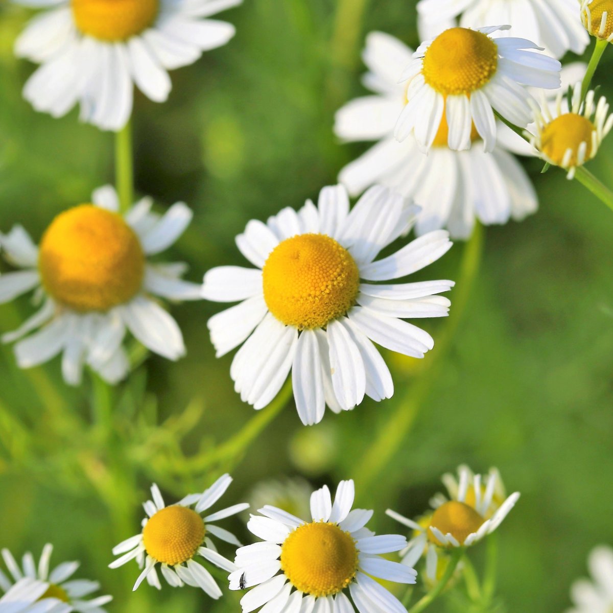 Ромашка аптечная