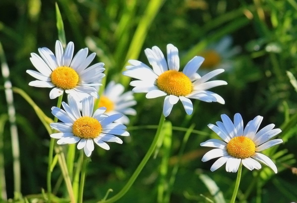 Ромашка аптечная семянки