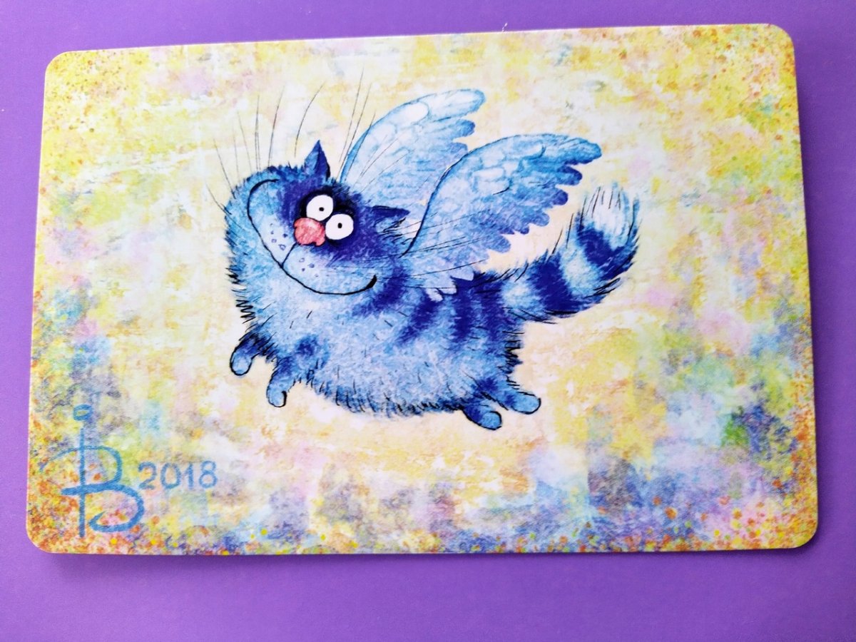 Котята Ирины Зенюк