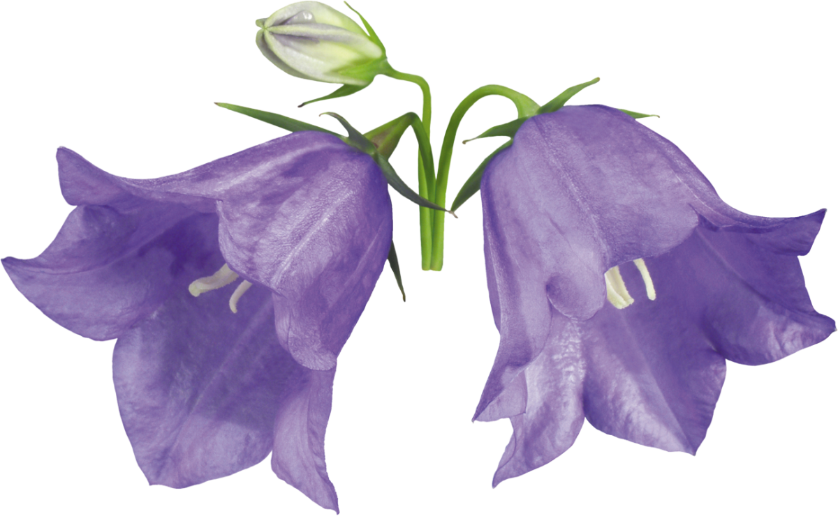 Раскраска звоночек колокольчик