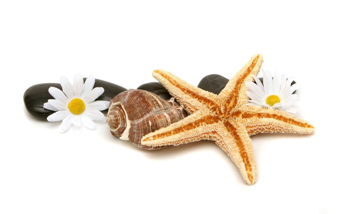 Морская звезда и ракушки