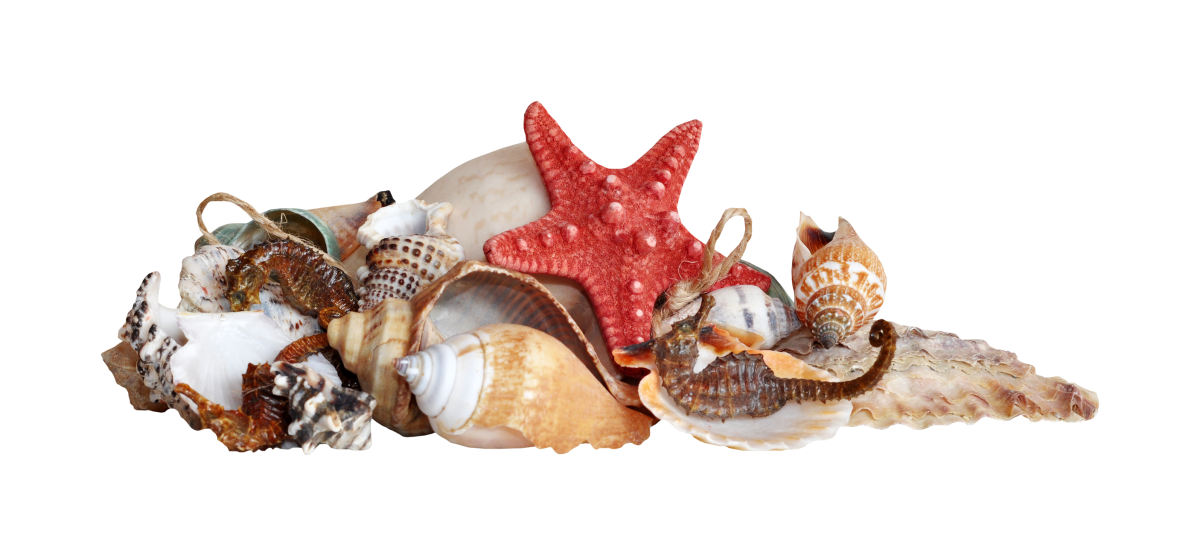 Ракушка без фона