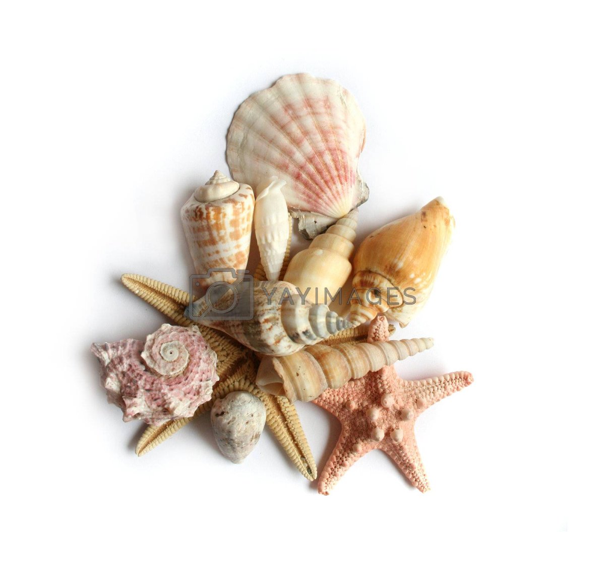 Белая Ракушка