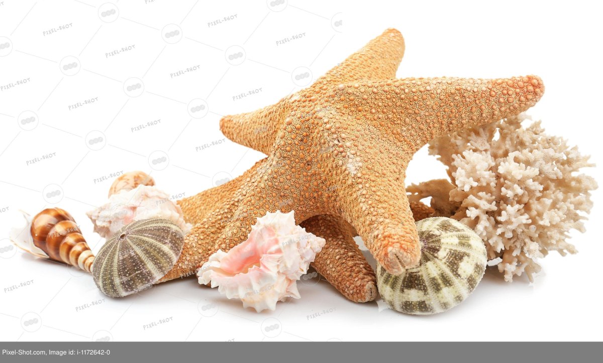 Морские ракушки на прозрачном фоне