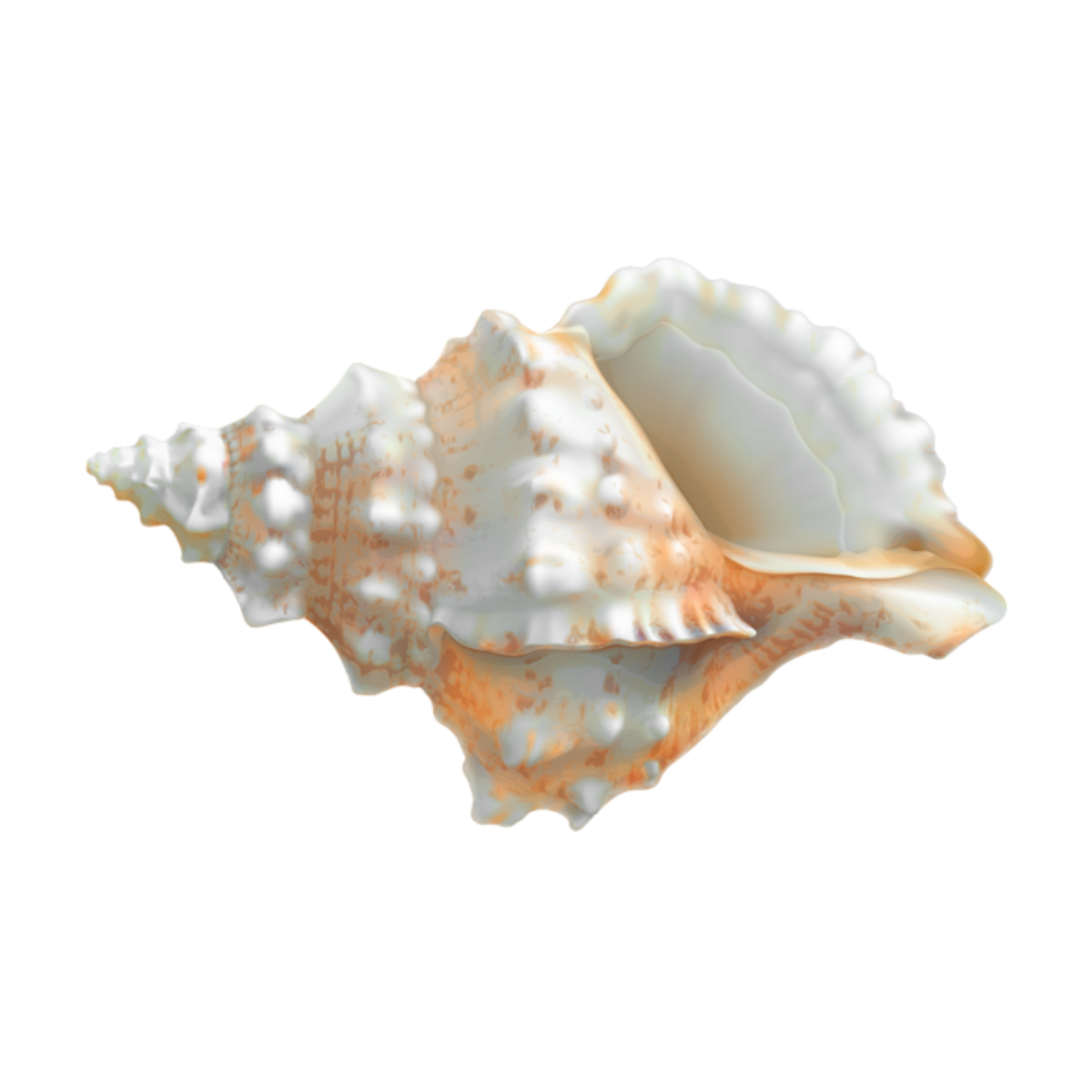 Ракушка на белом фоне