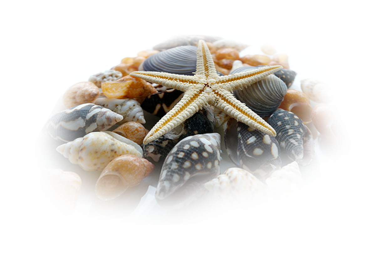 Ракушка без фона