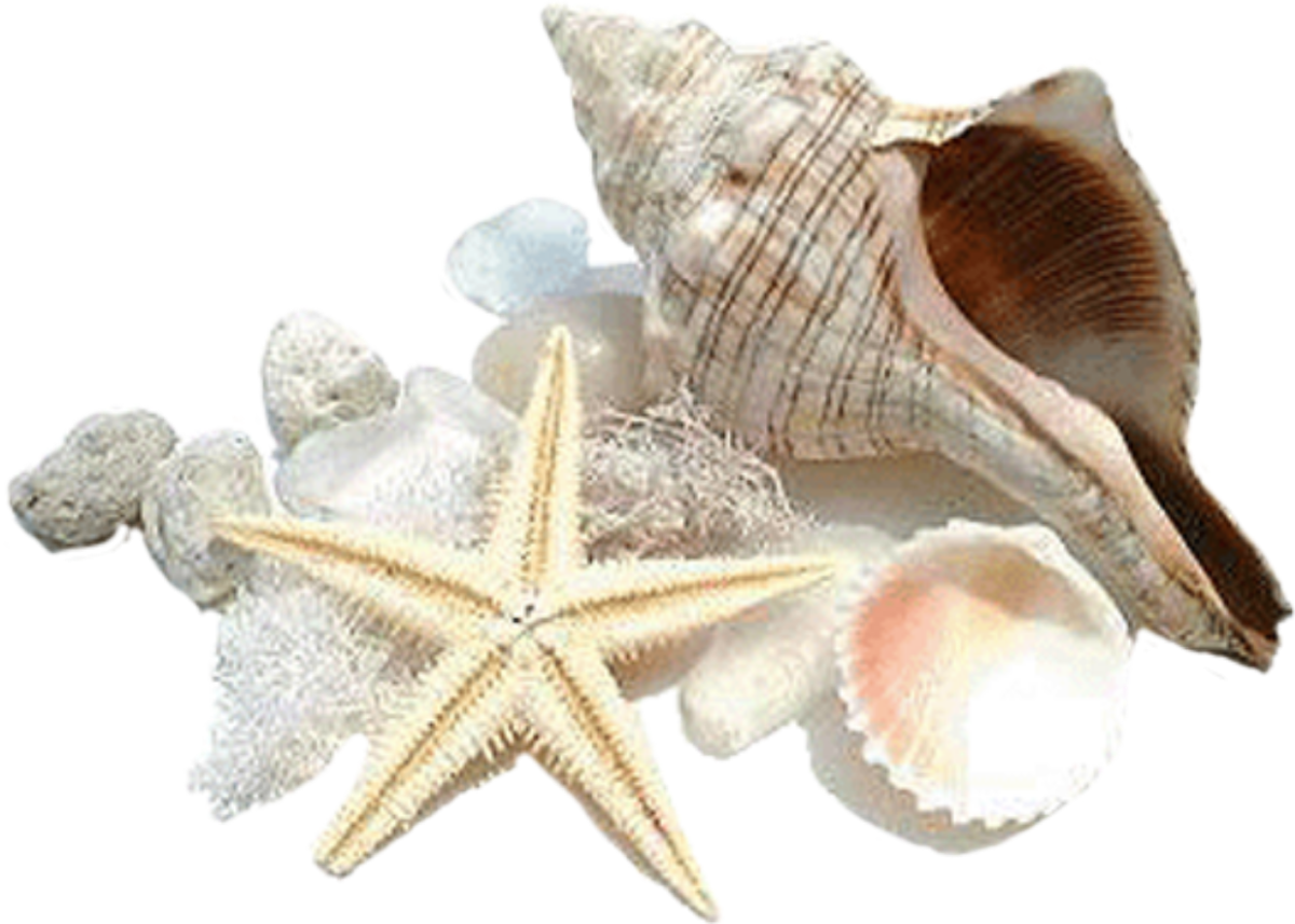Морские звезды ракушки на прозрачном фоне