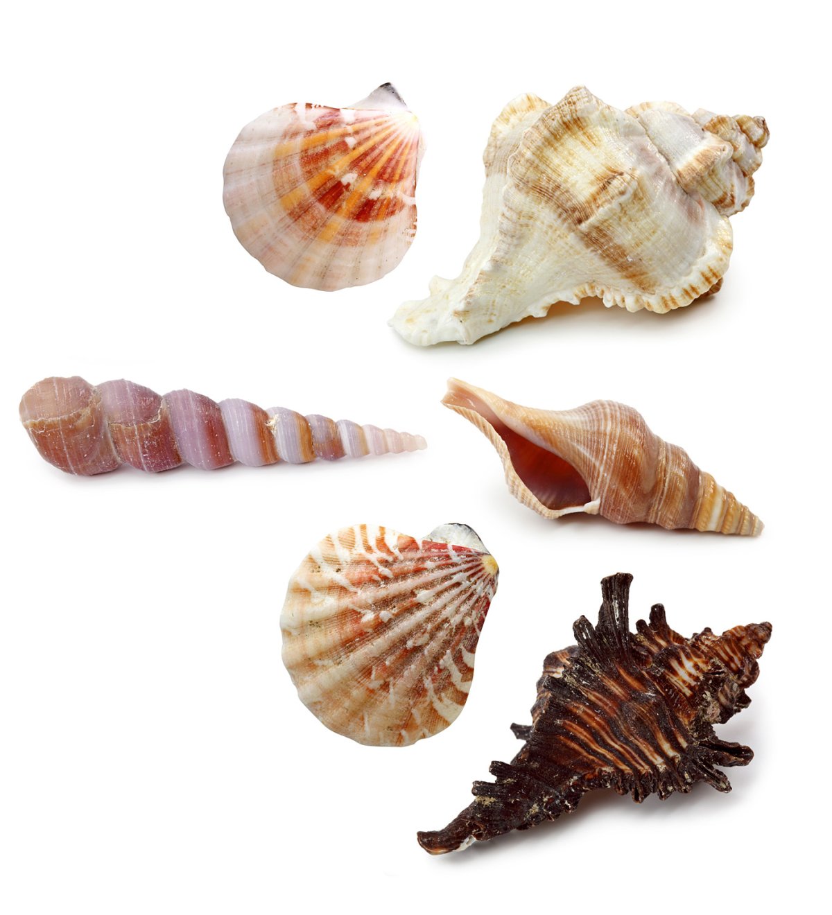 Ракушка без фона