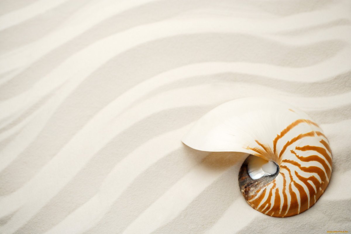 Красивые морские раковины