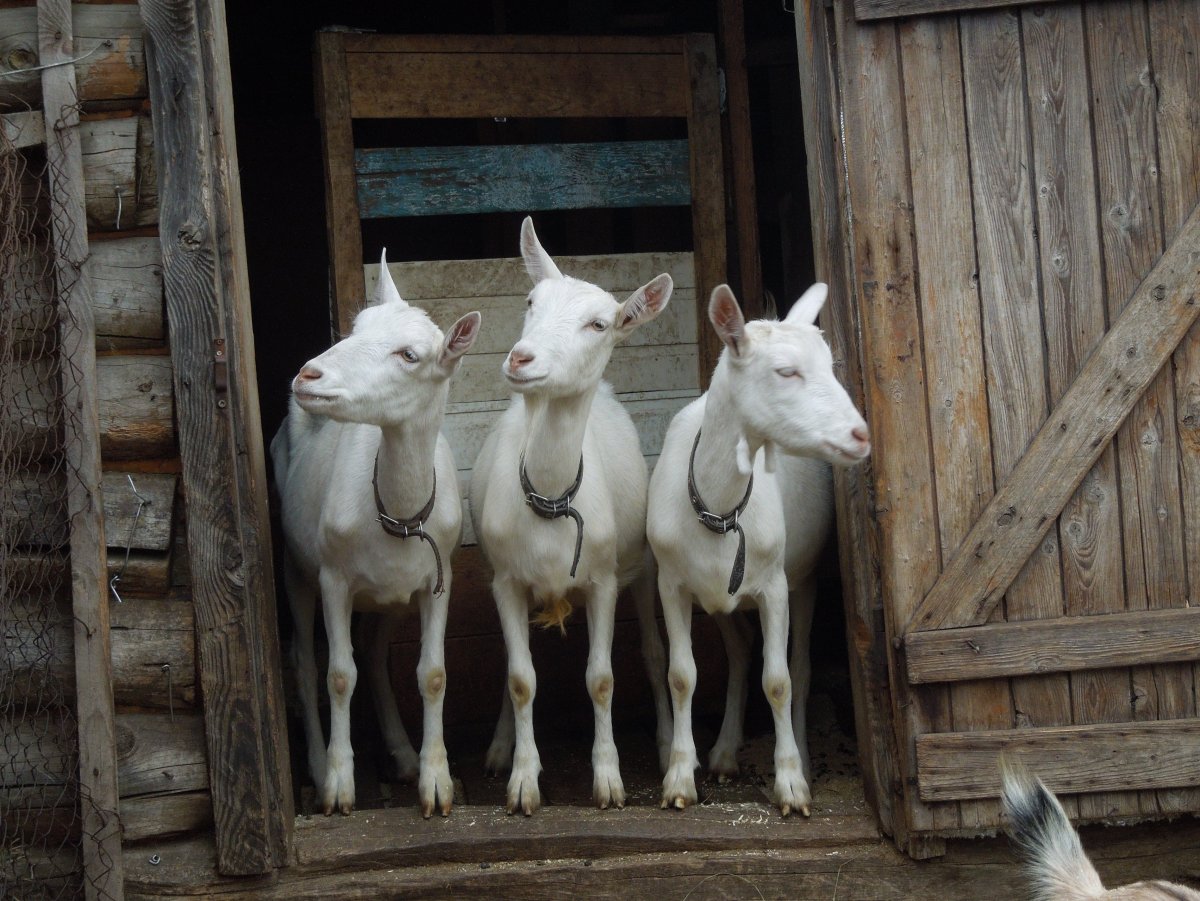 Коза и семеро козлят сказка