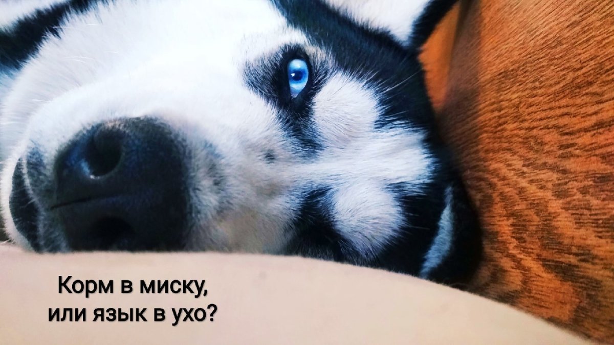 Хаски в шарфе