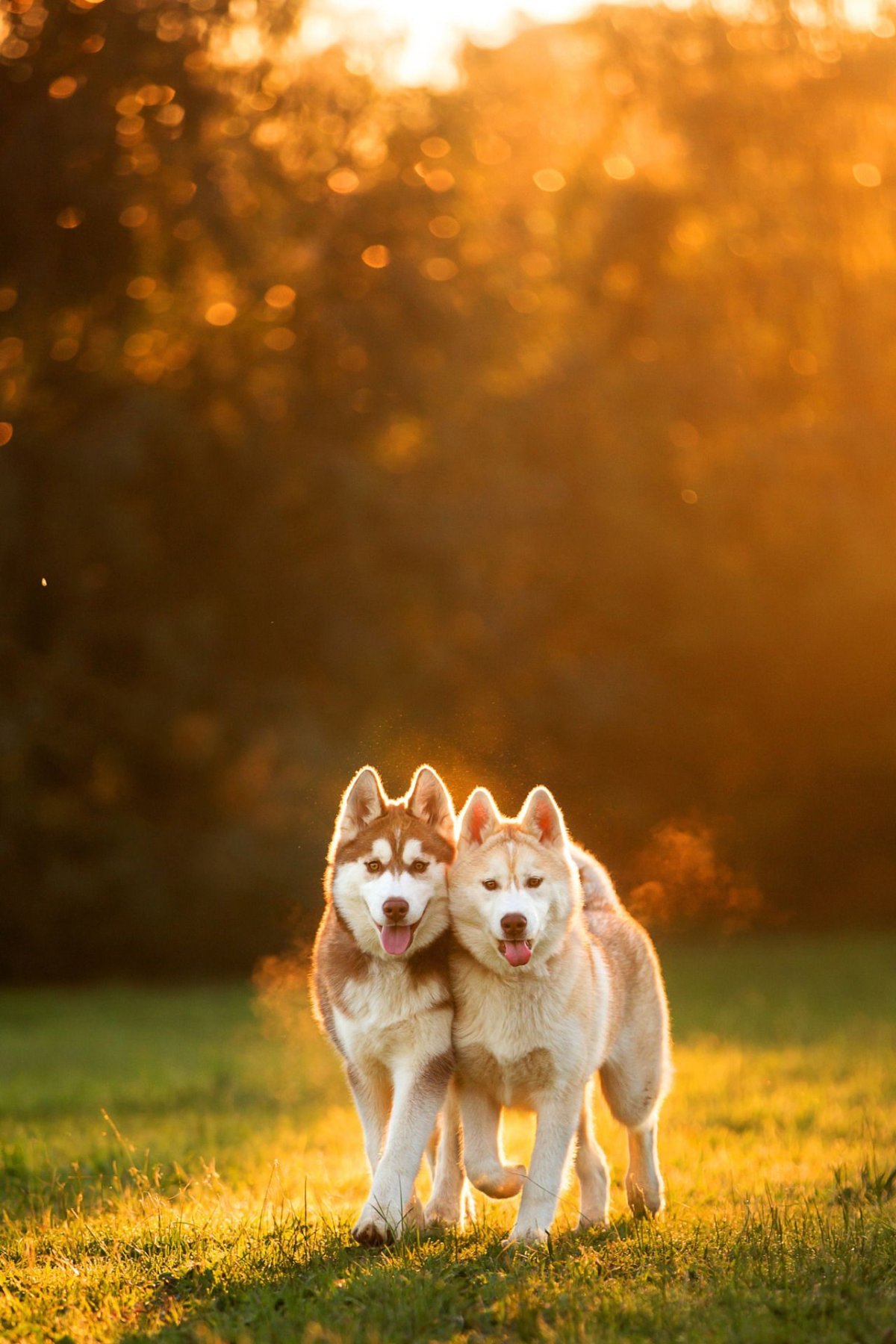 Хаски селфи