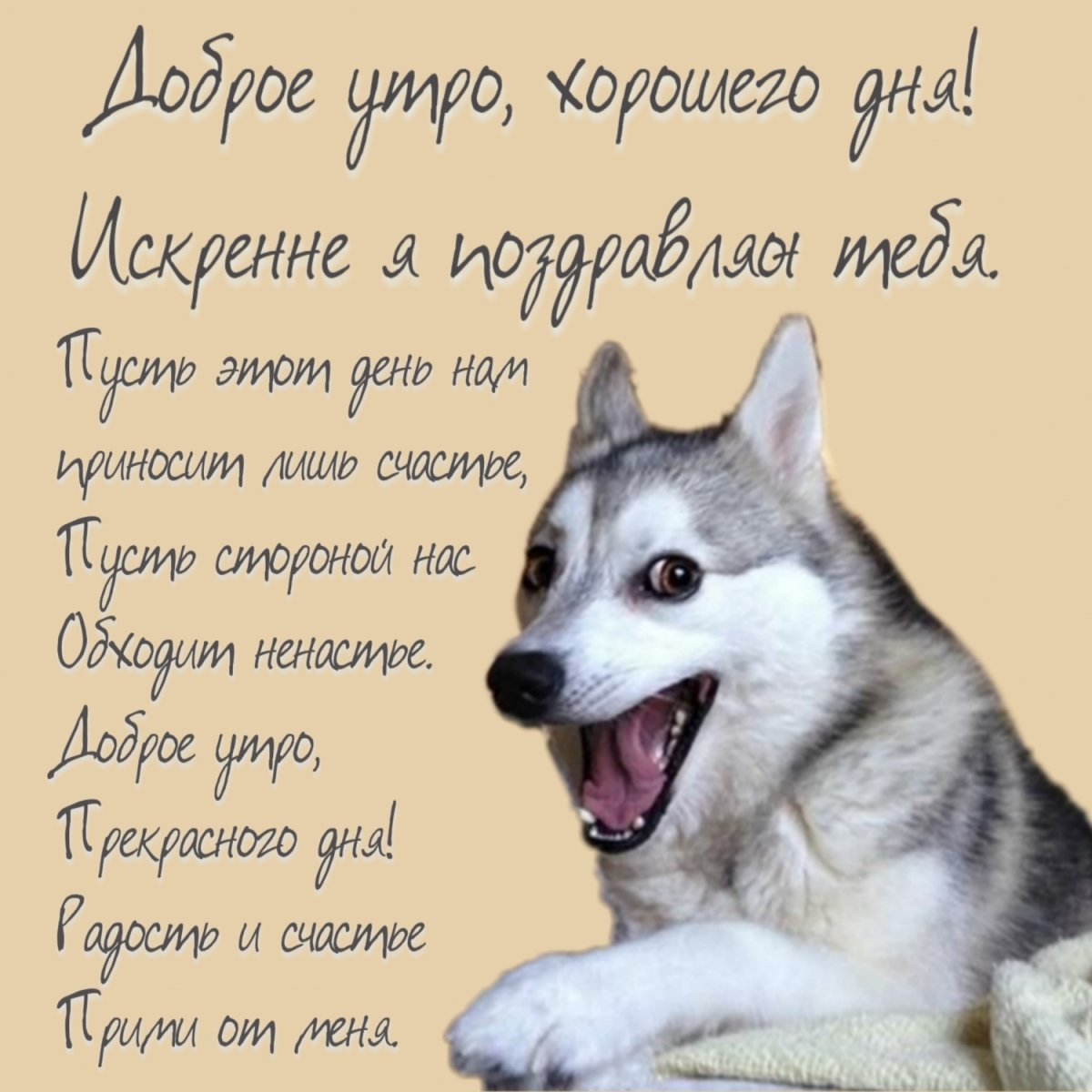 Хаски поздравляет