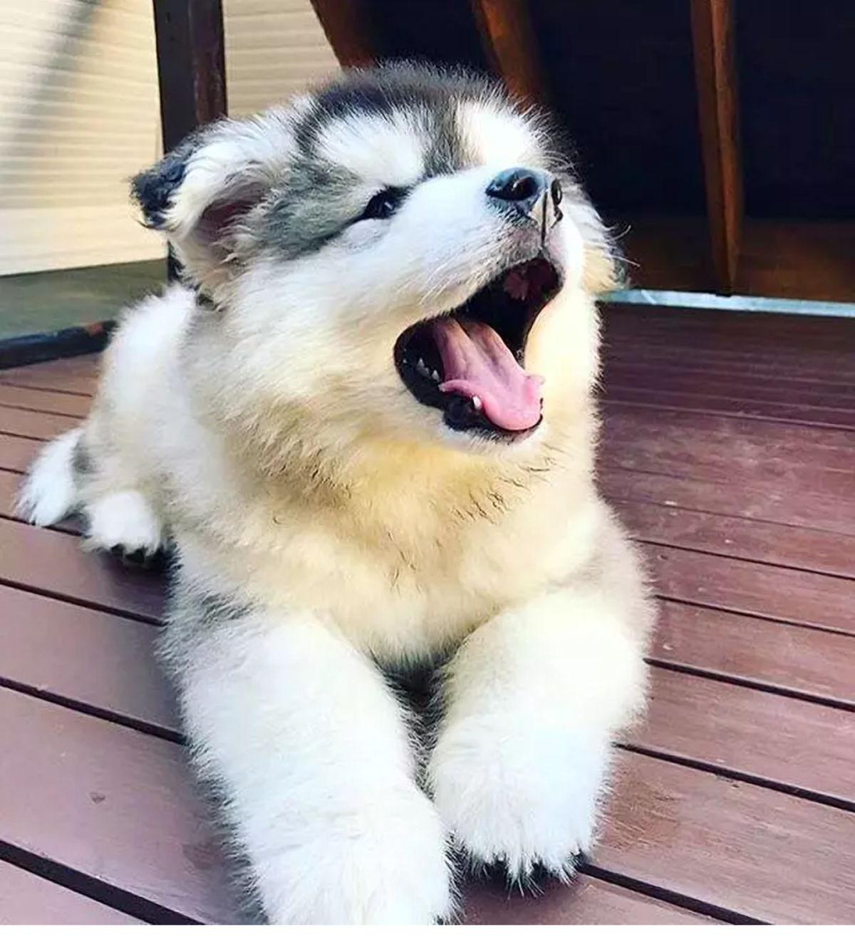 Хаски в цветах