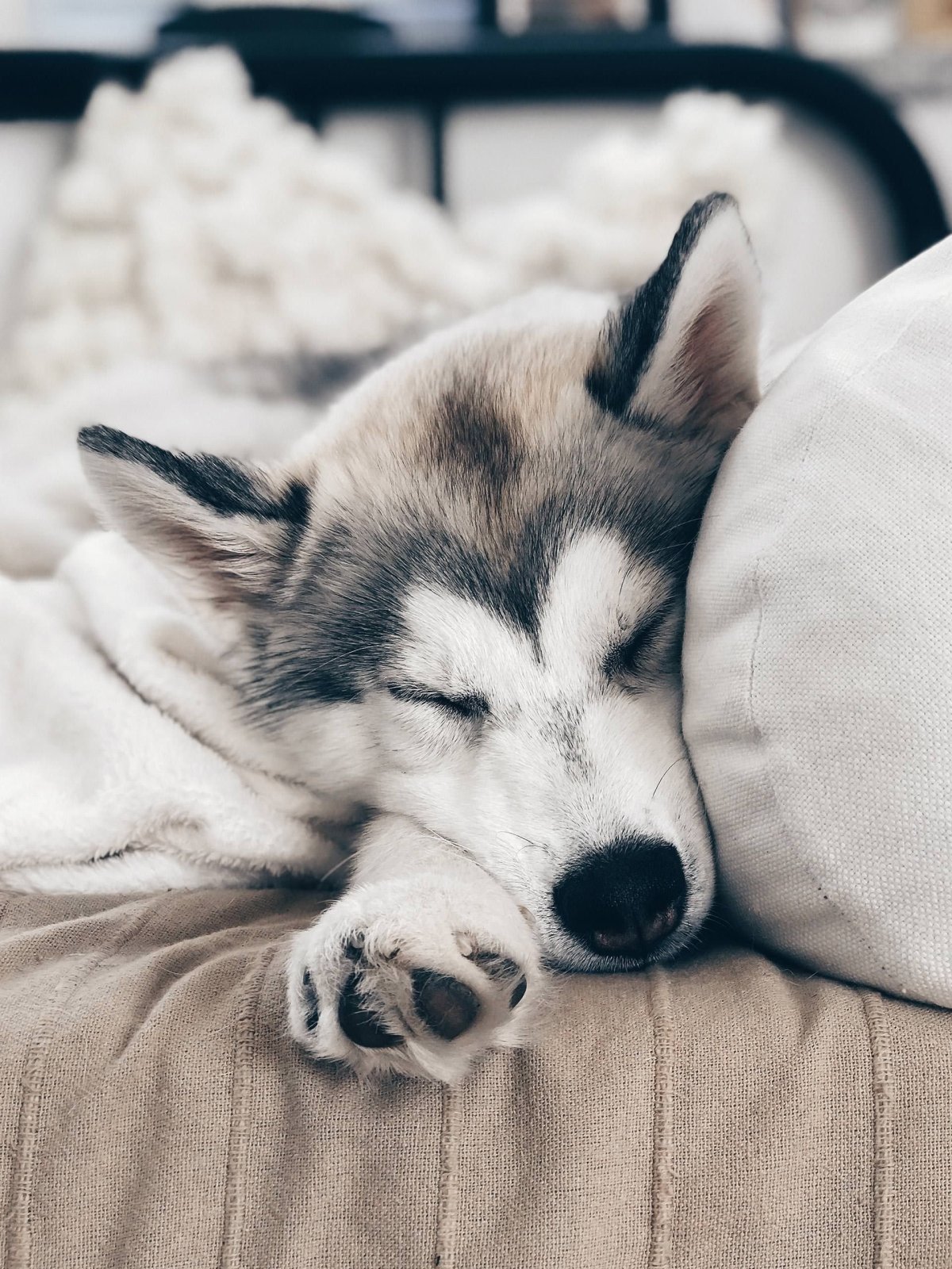 Доброй ночи хаски