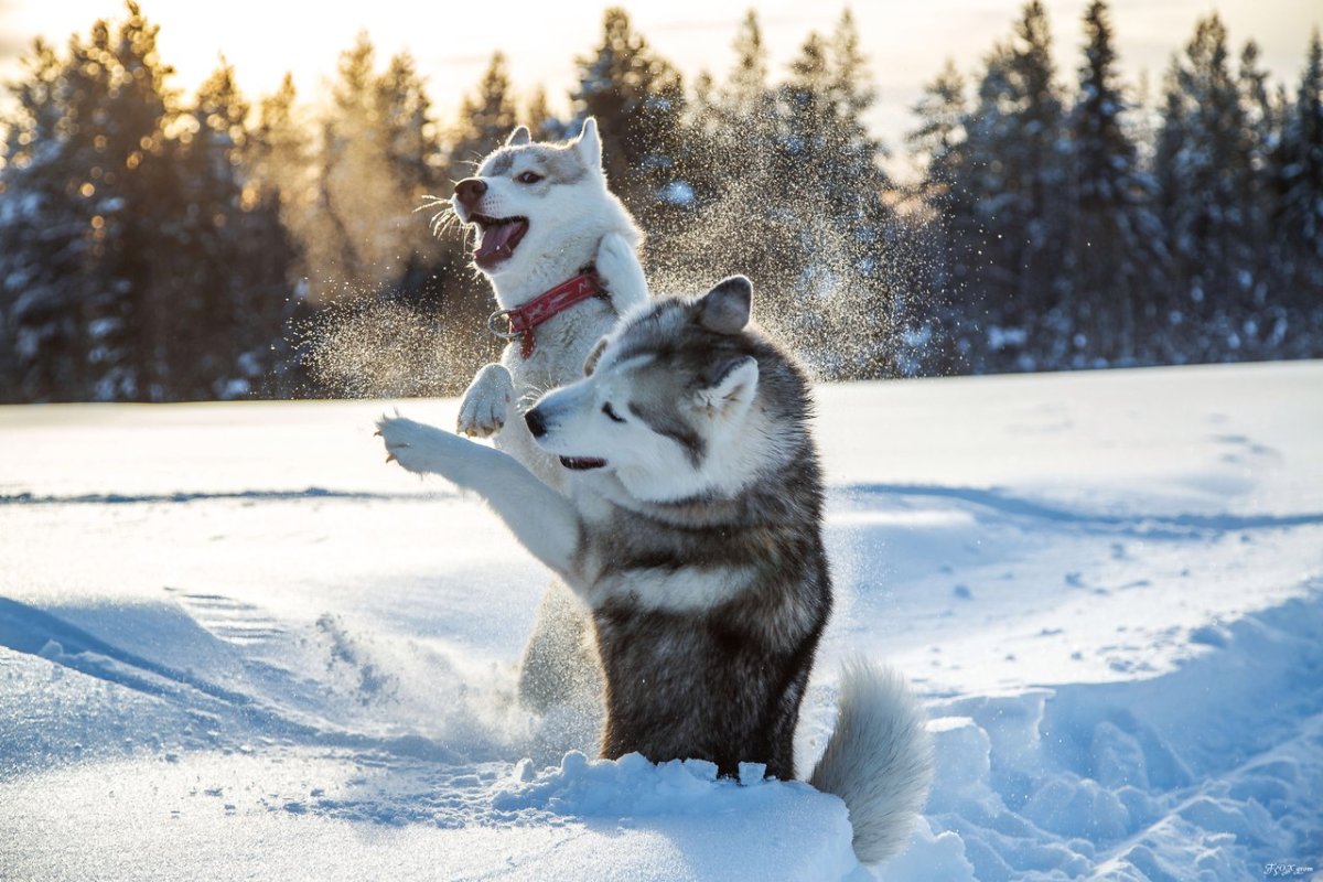 Животные щенята хаски