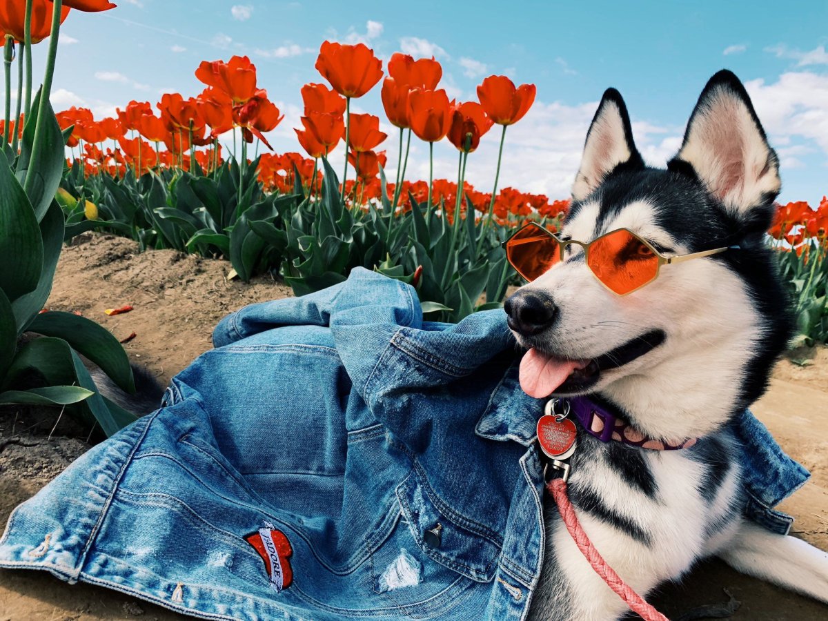 Новогодние хаски