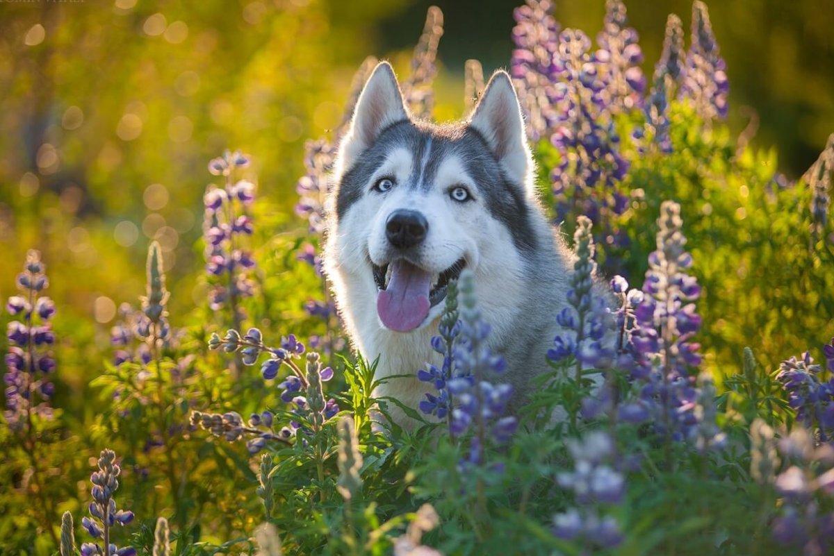 Доброе утро с хасками