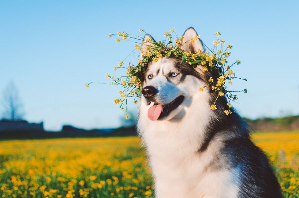 Умный хаски