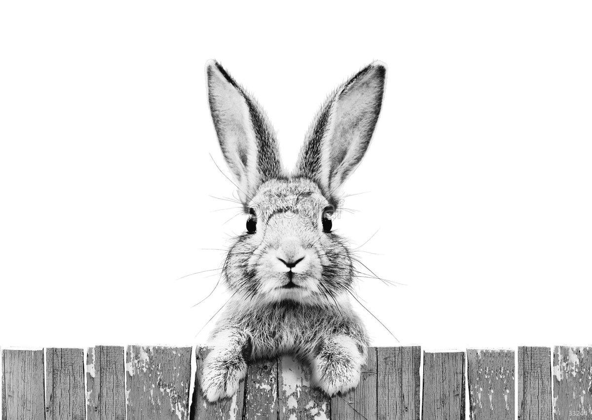 Кролик Постер черно белый
