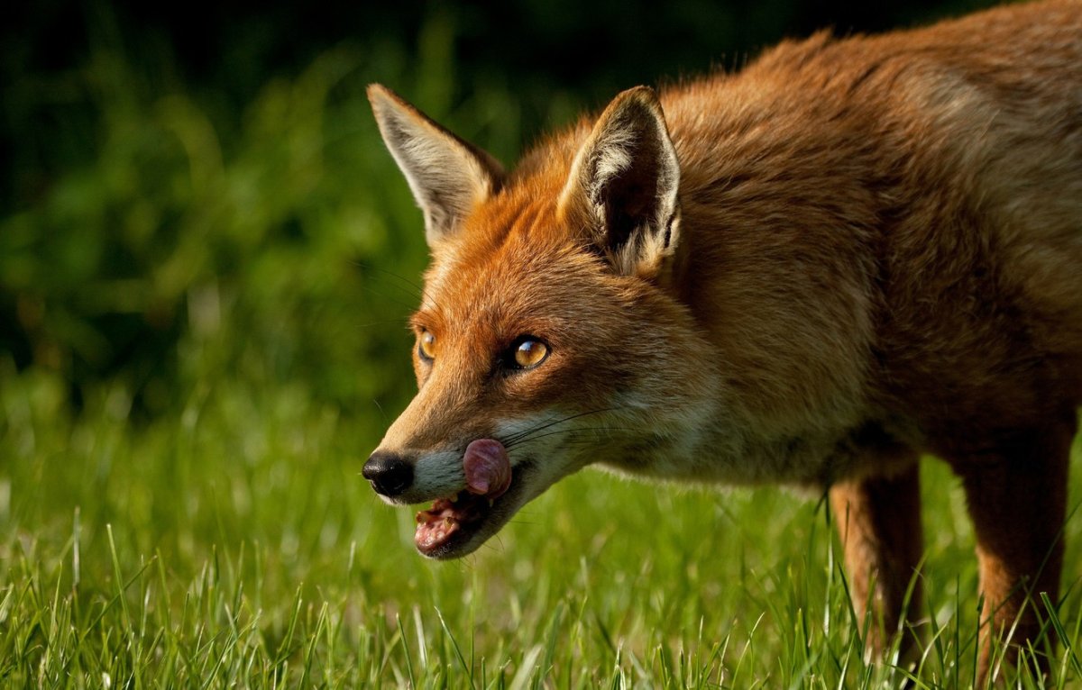 Лиса с языком