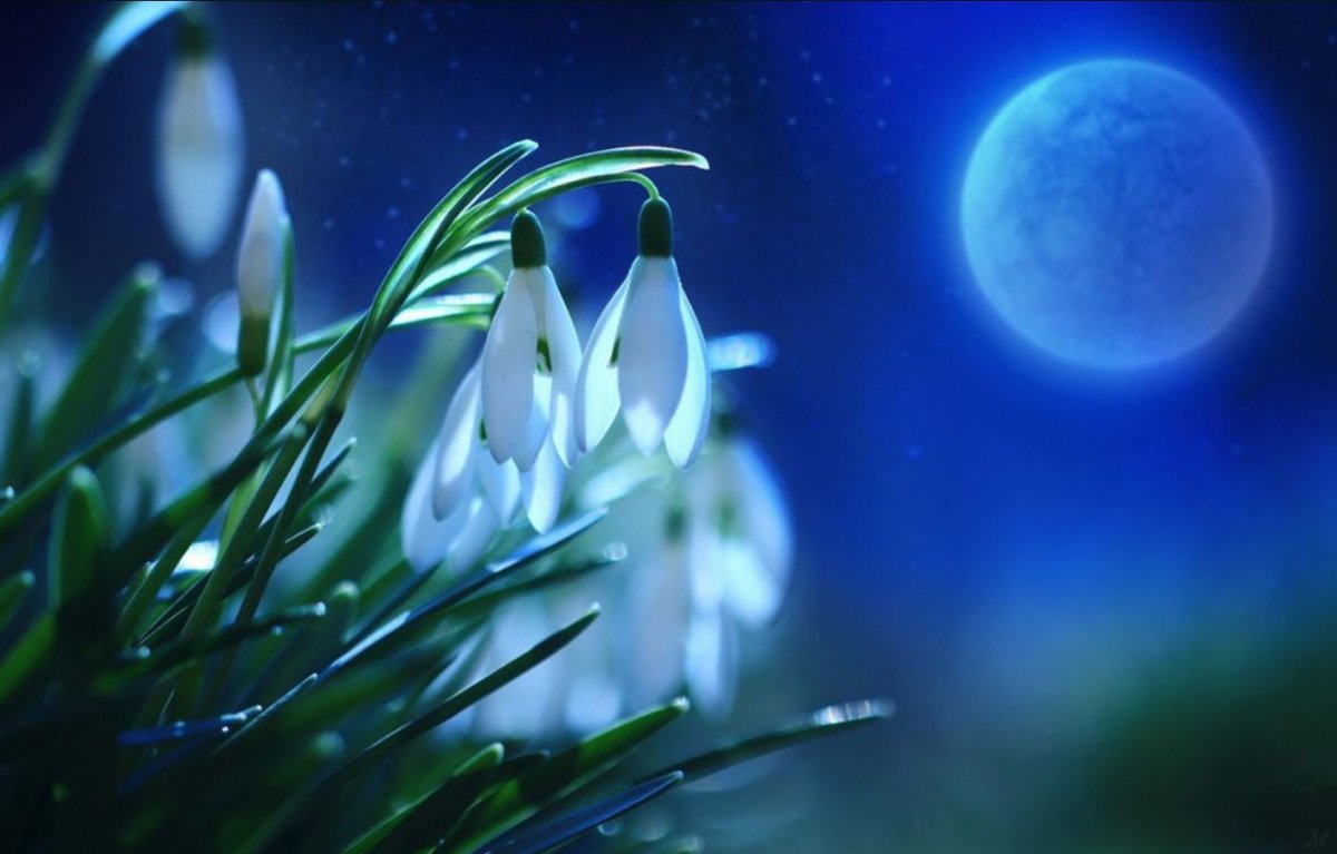 Доброй ночи улитка