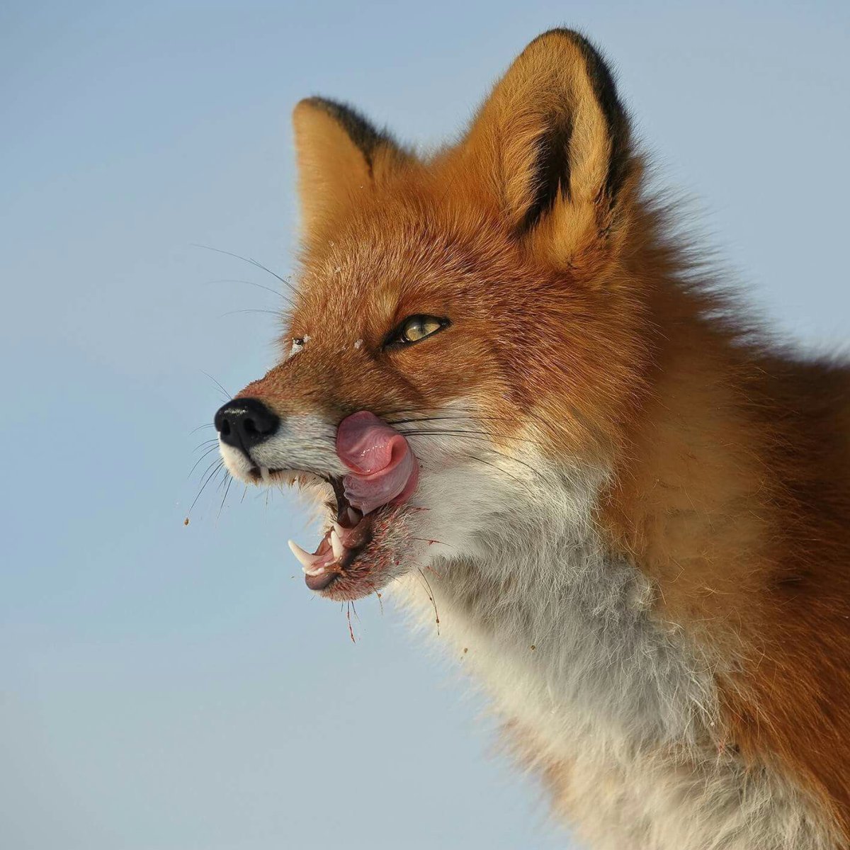 Лиса Андрей