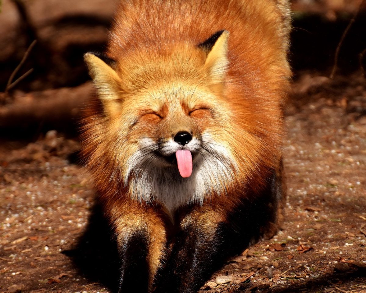 Хитрые лисы