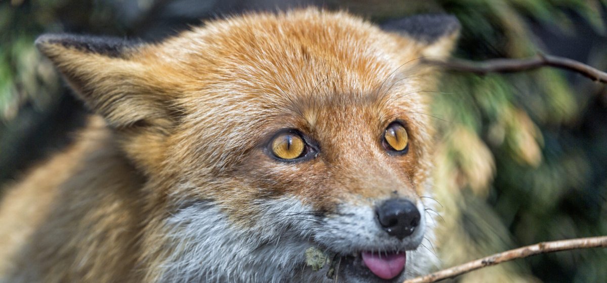 Лиса с высунутым языком