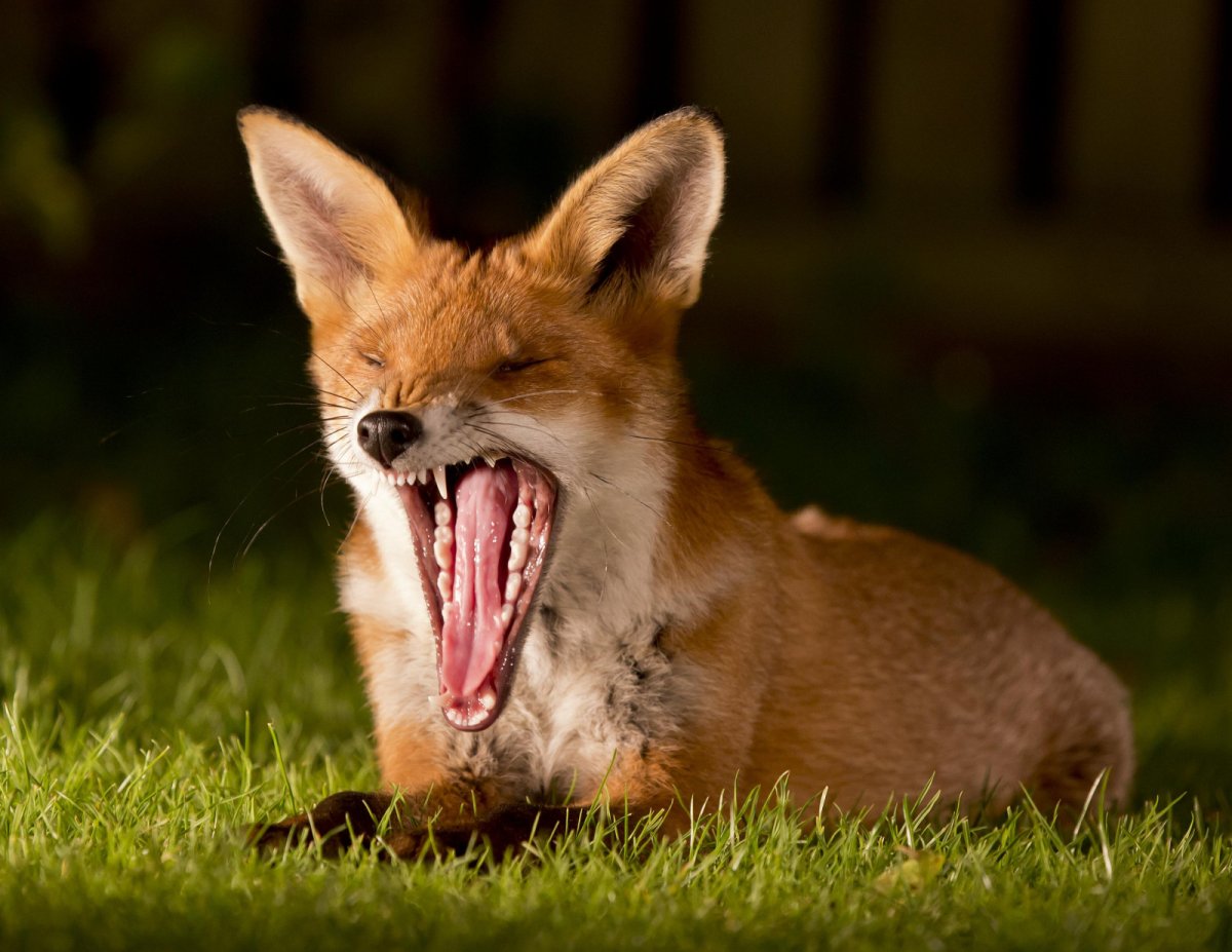 Лиса зевает