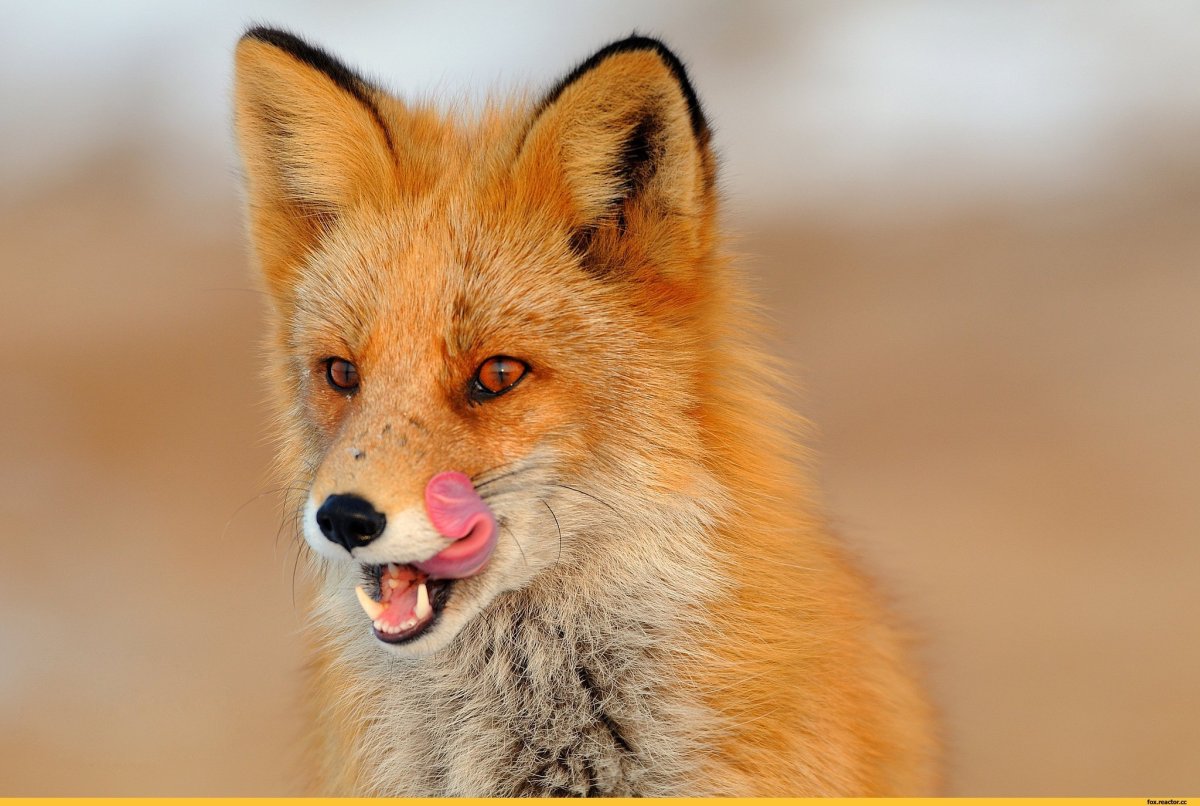 Лисенок облизывается