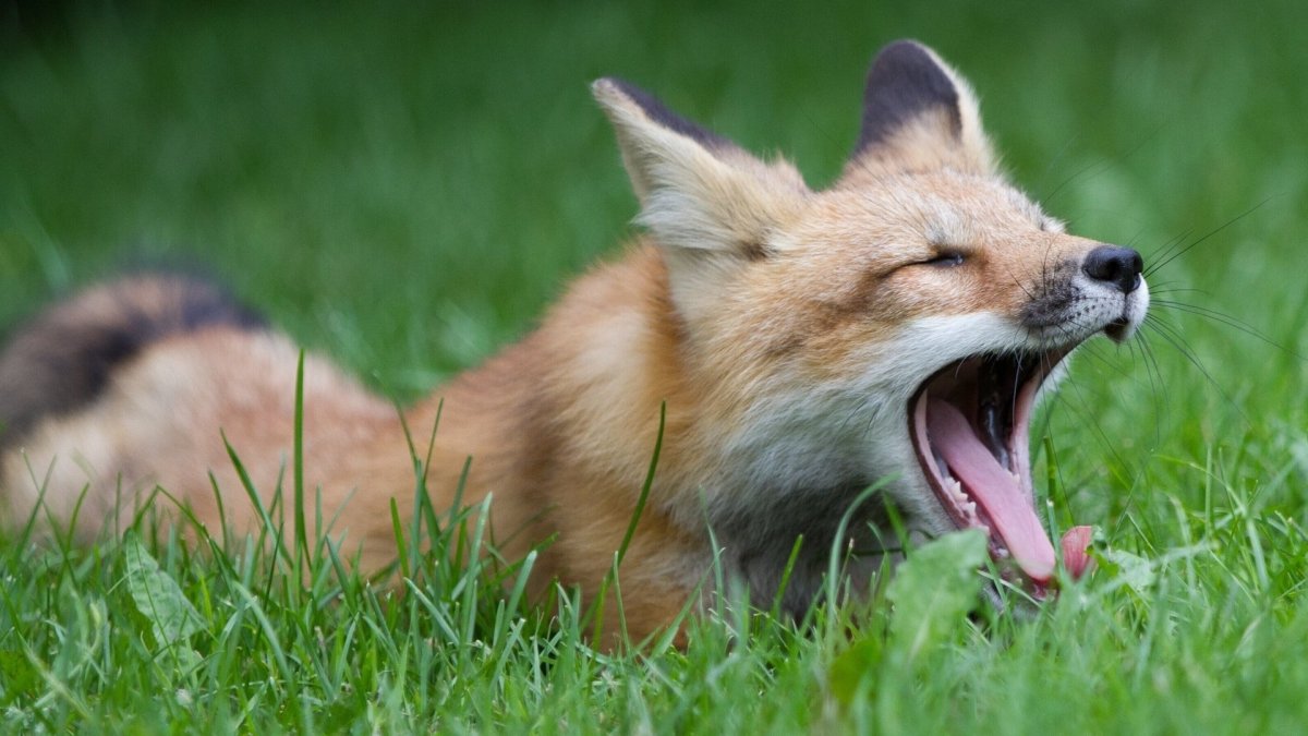 Лиса зевает