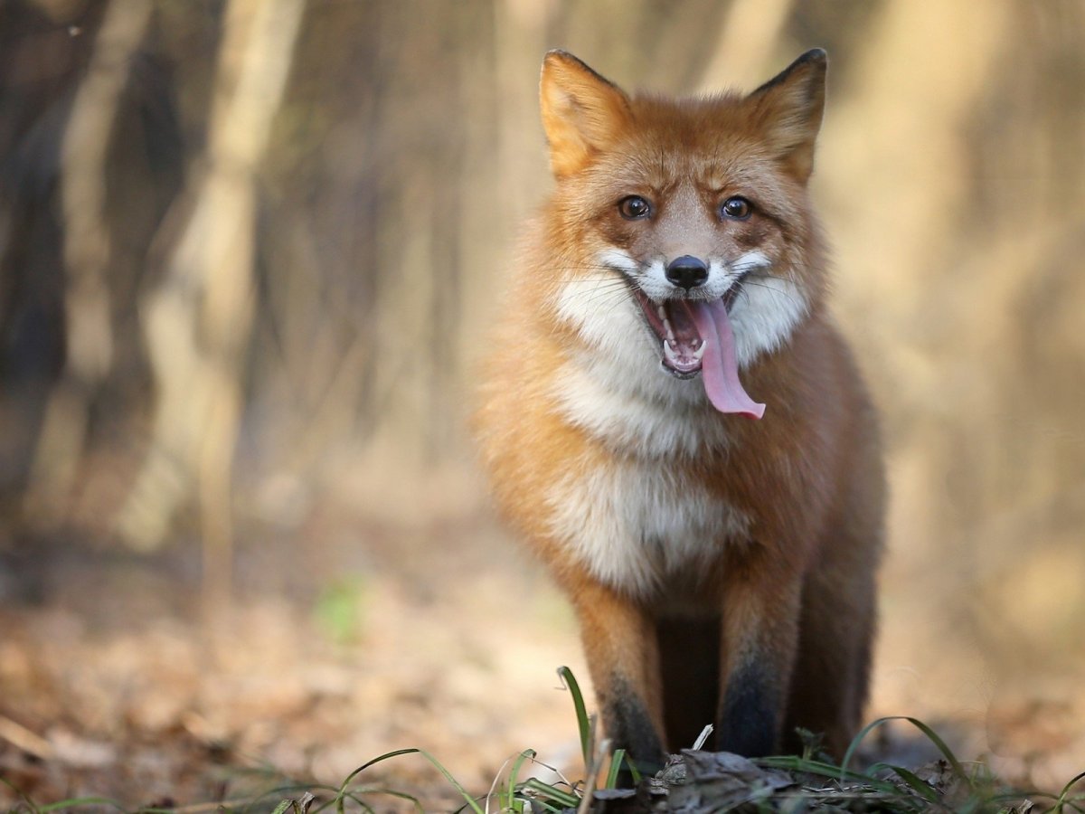 Красивая Лисичка