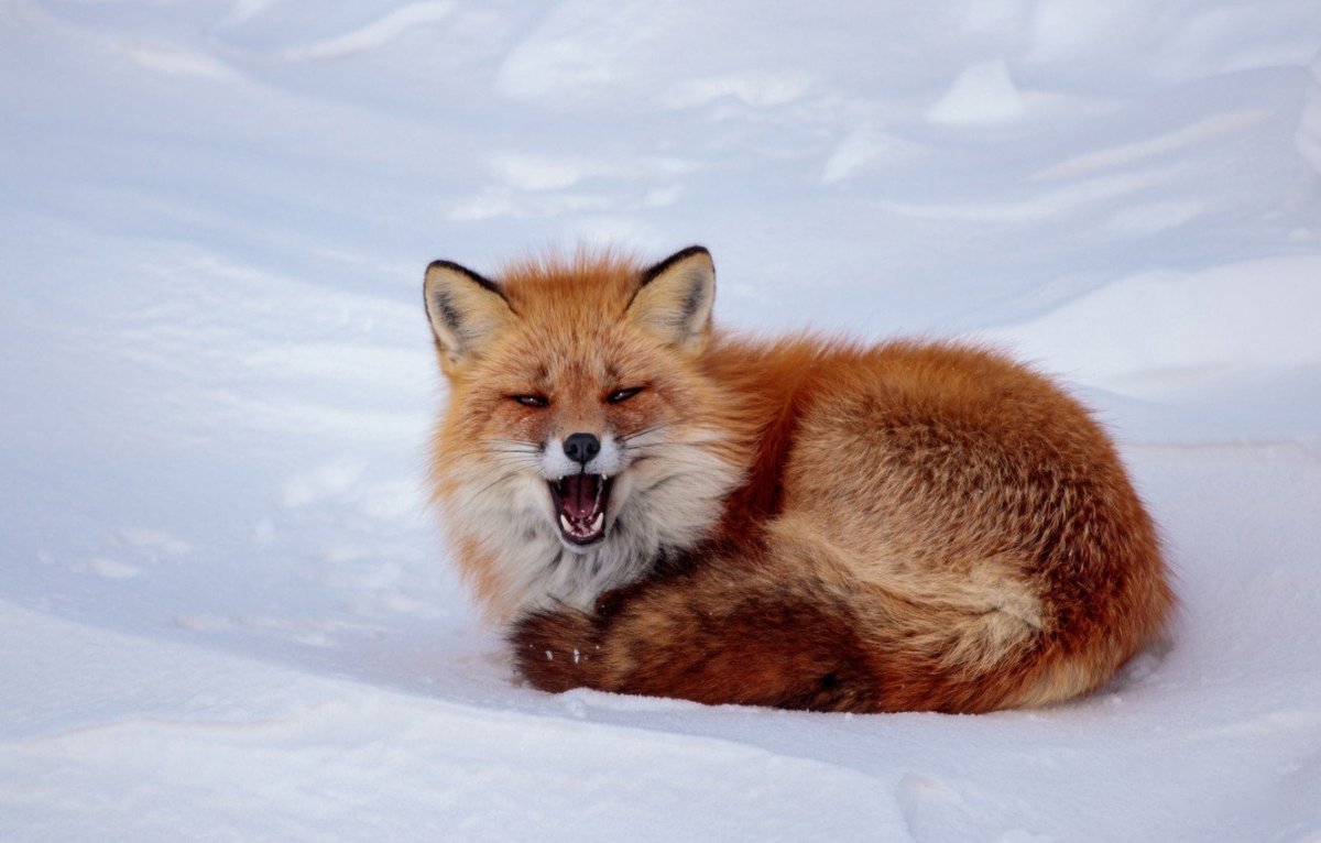 Красная лиса