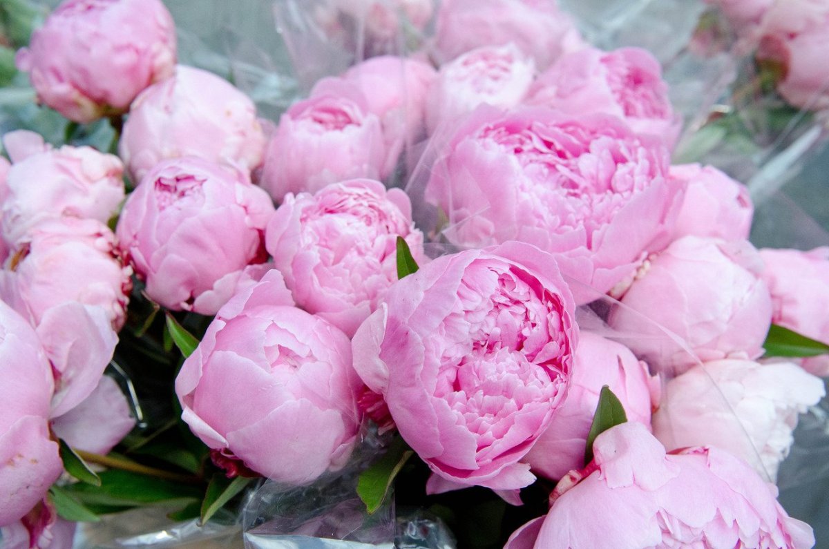 Пион букет Перфект