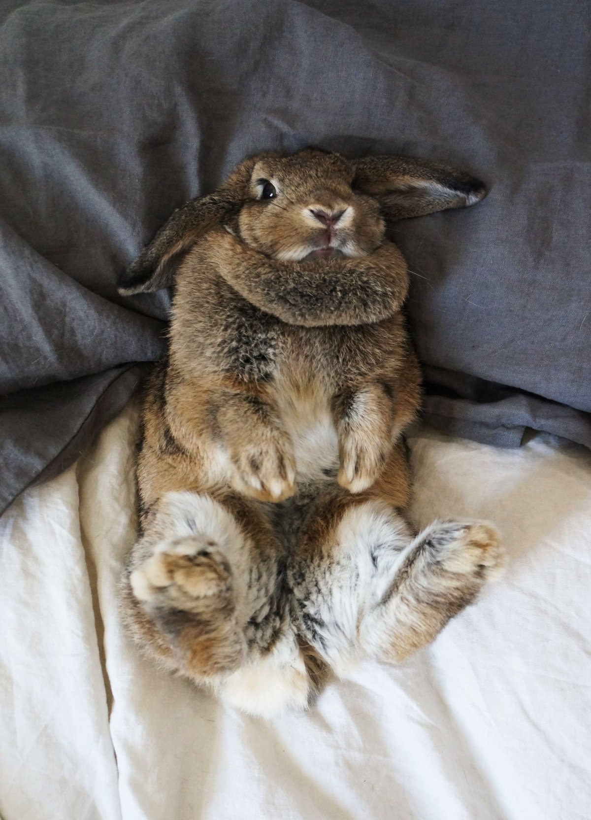 Милый зайчик