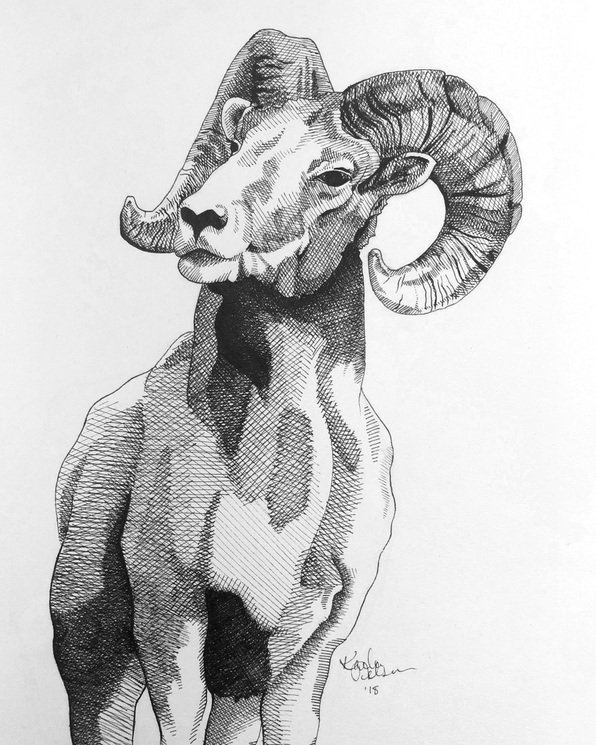 Кошка карандашом