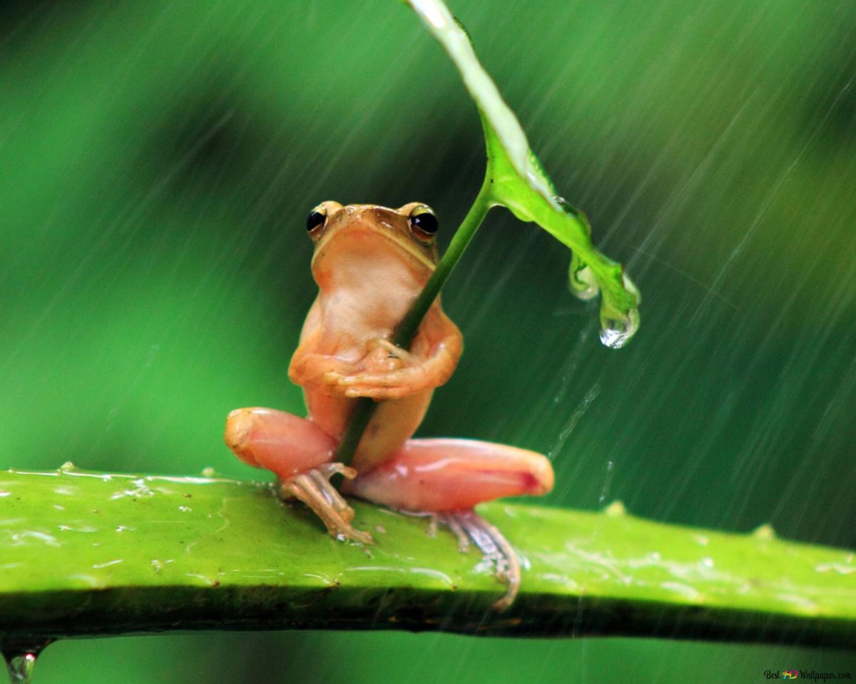 Лягушка йога