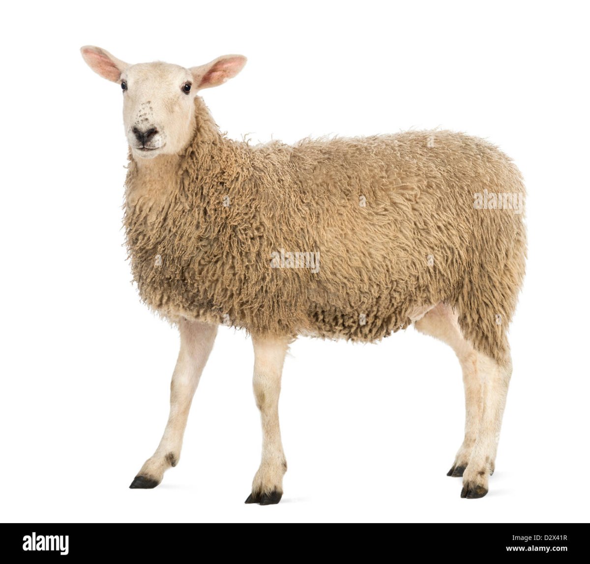 Овца на белом фоне