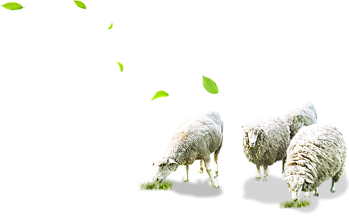 Стадо овец на прозрачном фоне