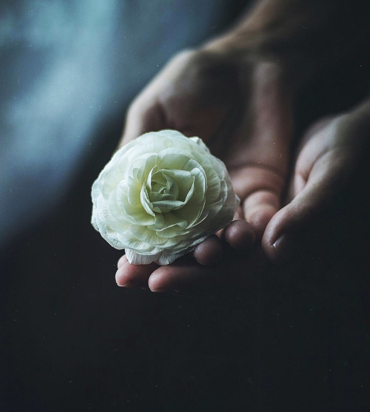 Роза в руке