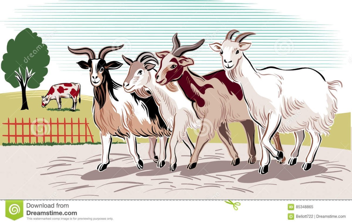 Четыре козы