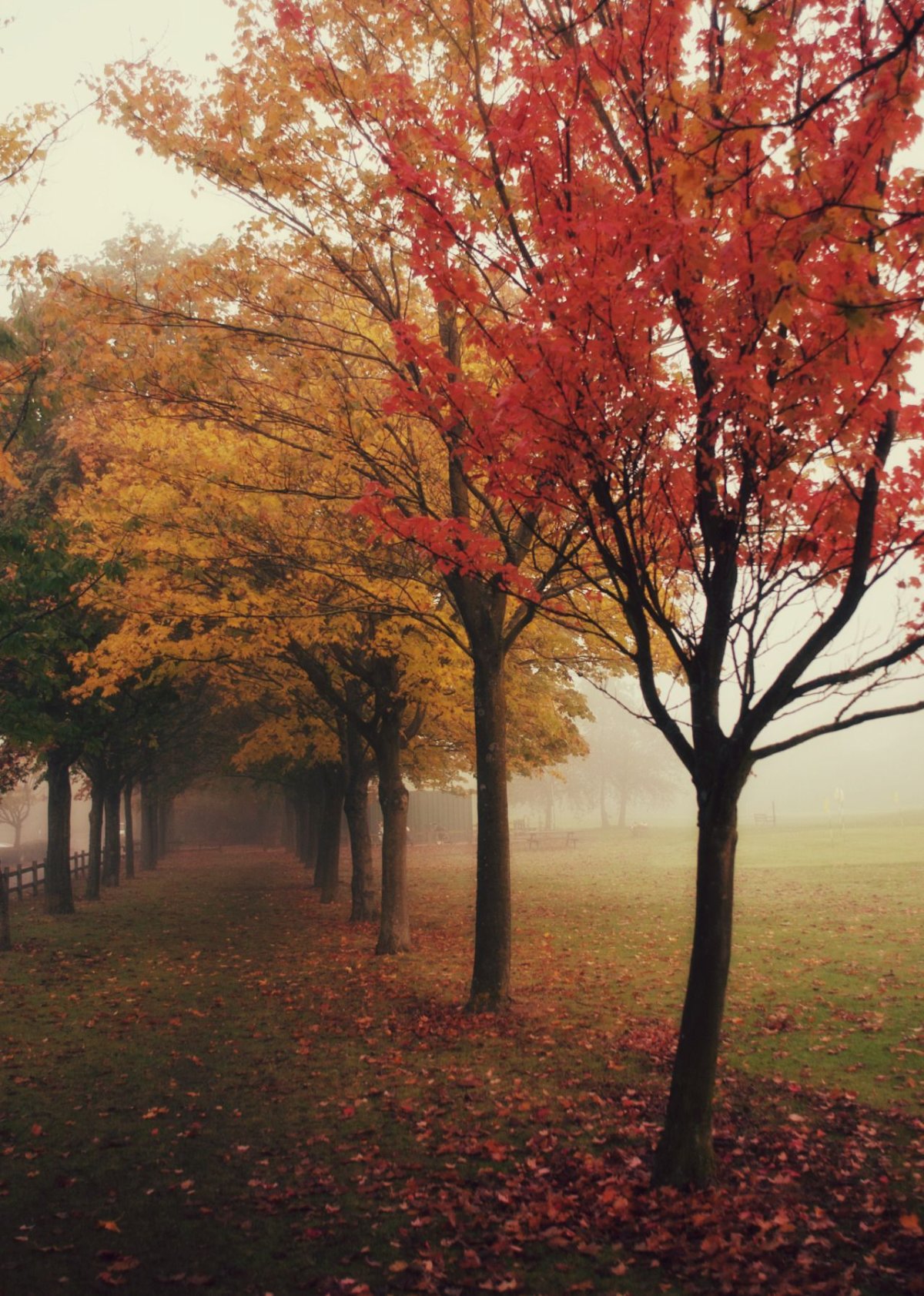 Листья падают с деревьев