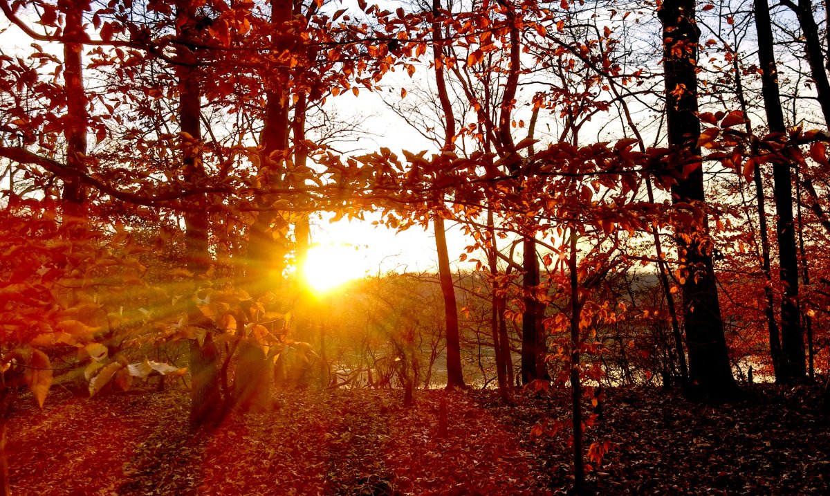 Осенний фон рисунок