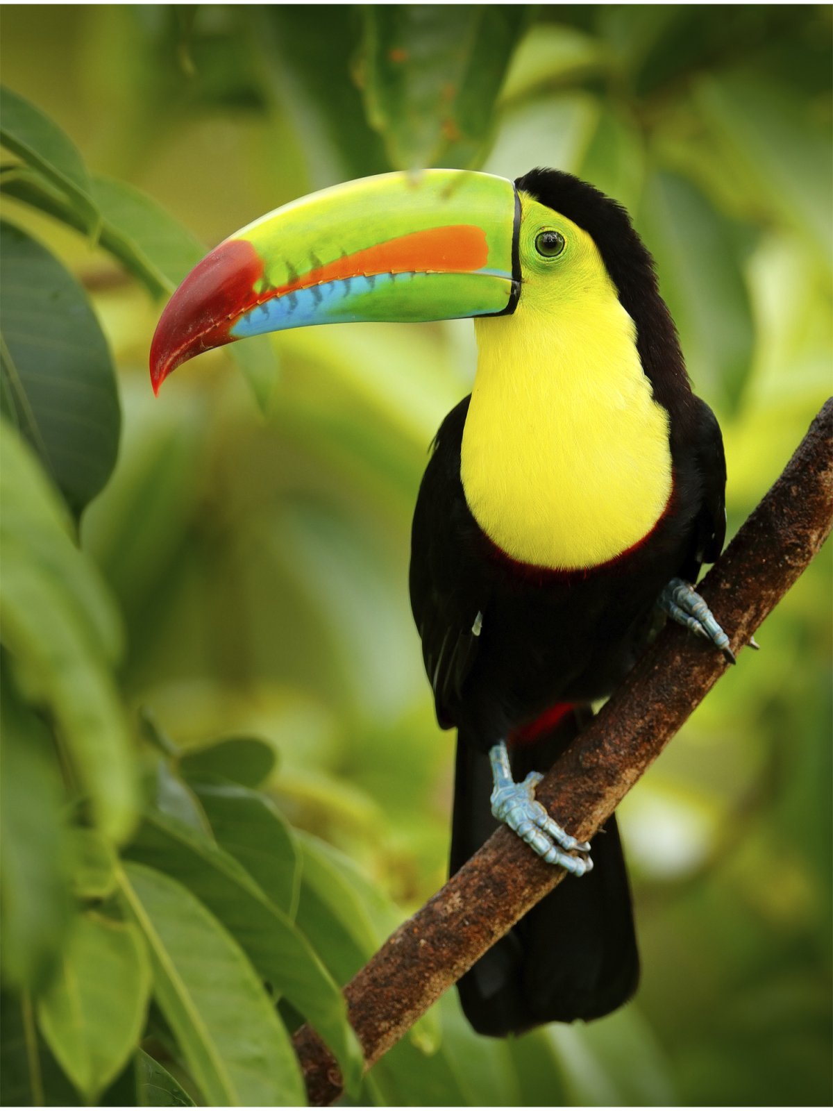 Яркие тропические птицы