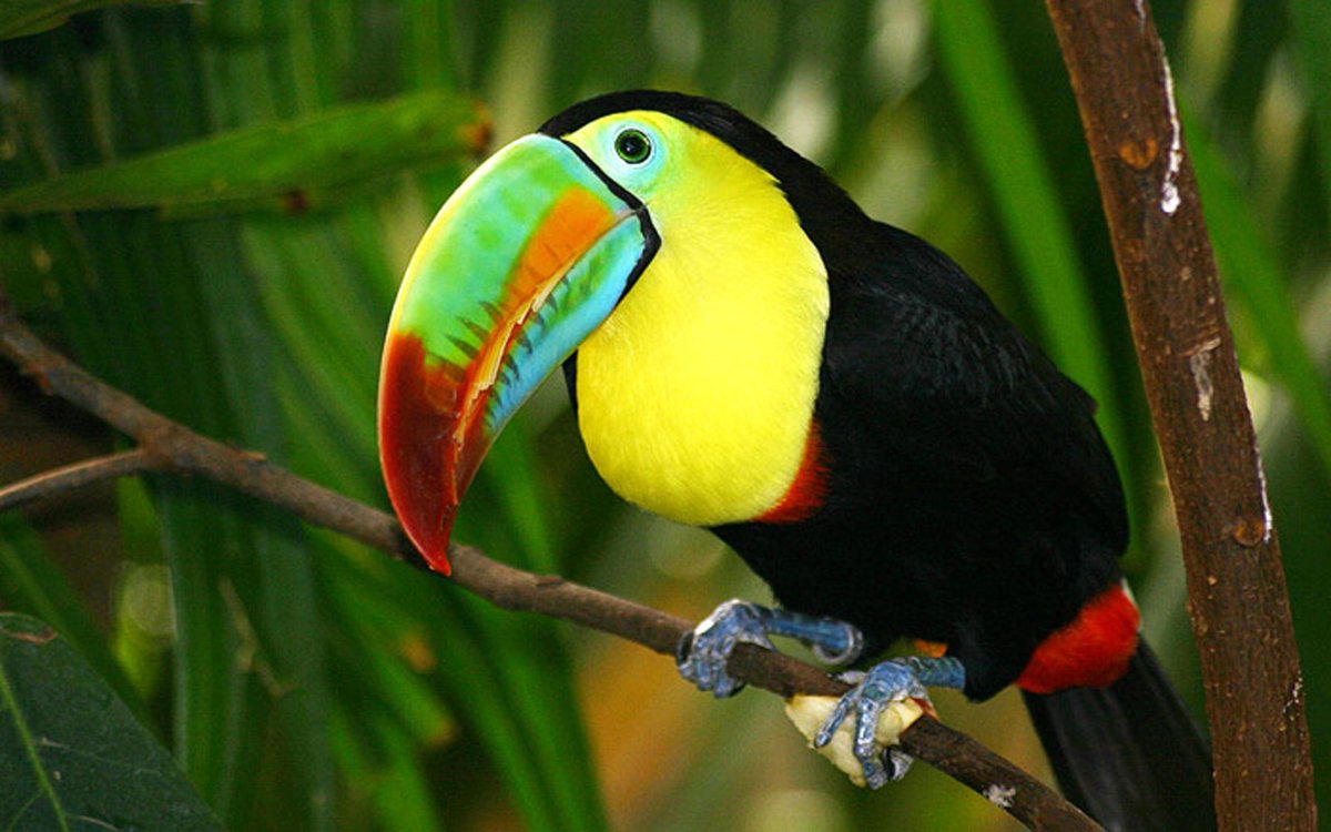 Тукан птица в джунглях