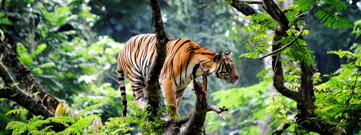 Ягуар Южная Америка