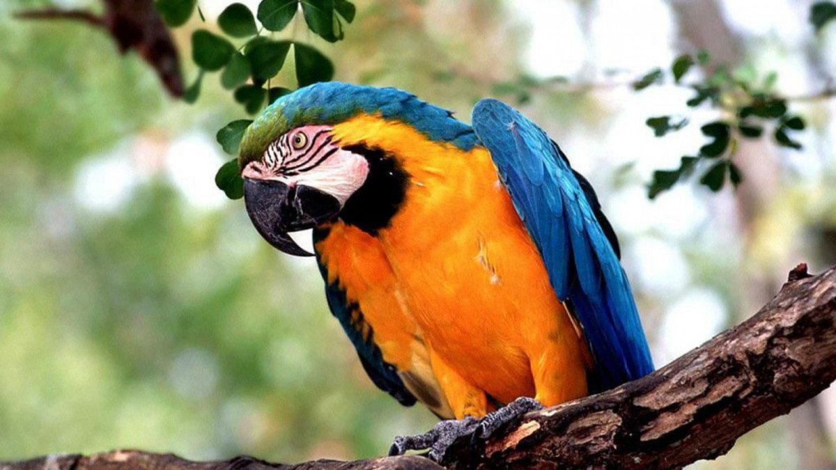 Попугай ара Бразилия