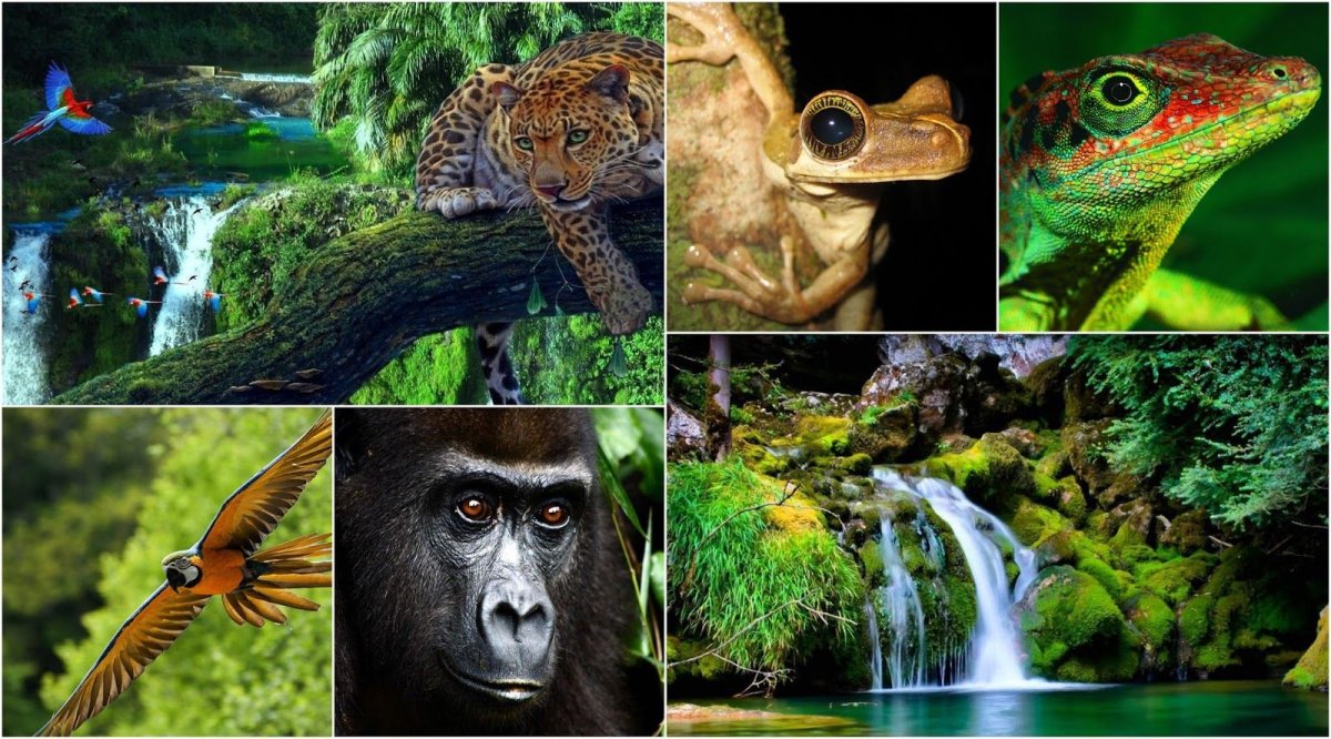 Ягуар тропического леса