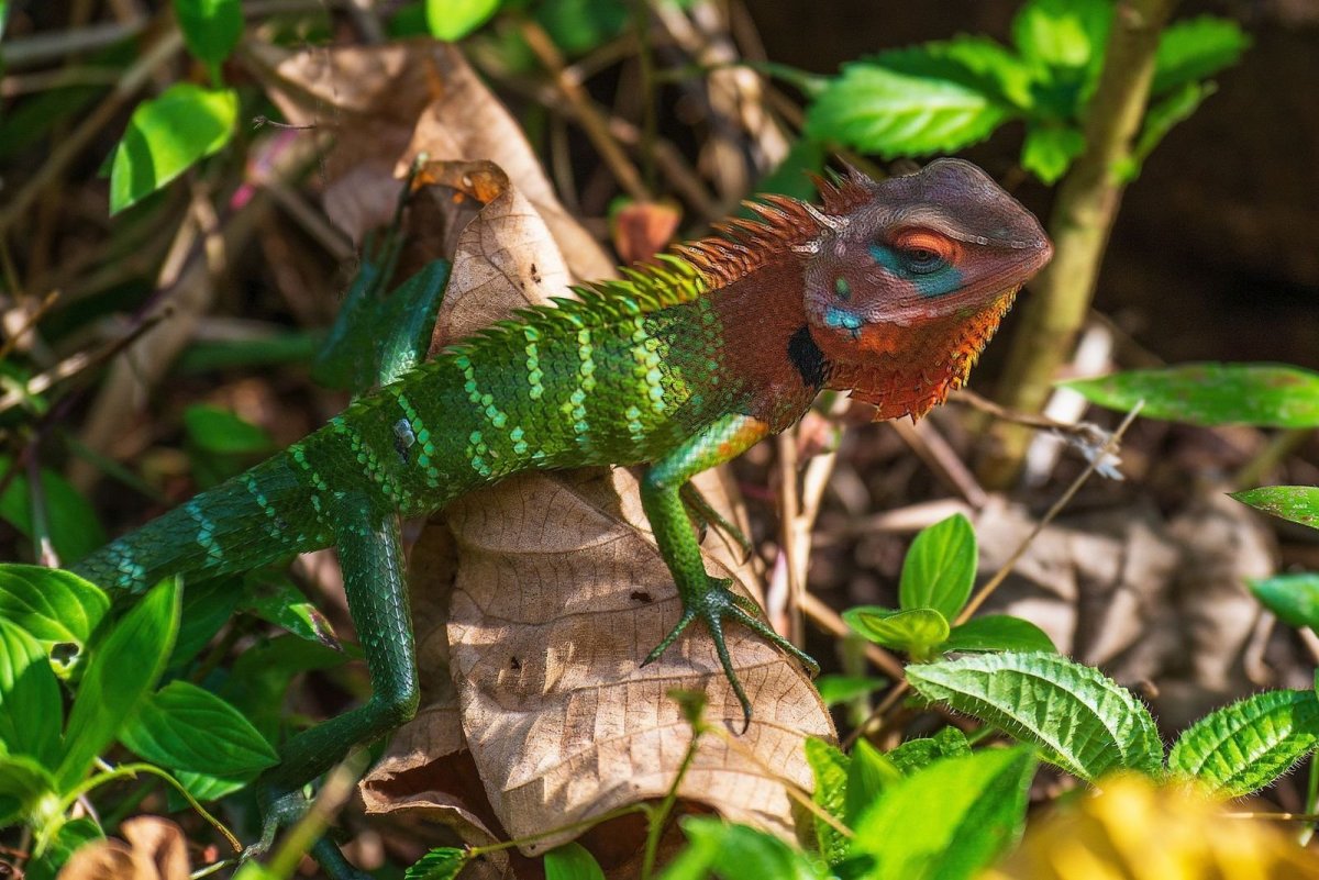 Черноклювый Тукан